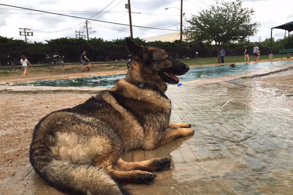 Danny Jackson Bark Dog Park photo 1